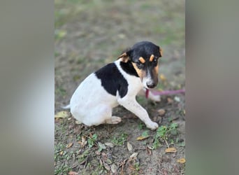 Runa, geboren 01.03.2025, 30cm sucht ihr Glück