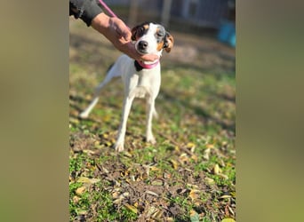 Bora, geboren 01.05.2024, 30cm sucht ihr Körbchen