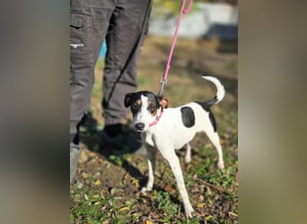 Bora, geboren 01.05.2024, 30cm sucht ihr Körbchen