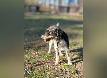 Arda, geboren 01.08.2015, 32cm sucht ihr Zuhause