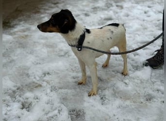 Mona, geboren 18.10.2022, 39cm sucht ihr Körbchen