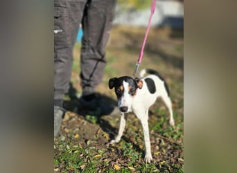 Bora, geboren 01.05.2024, 30cm sucht ihr Körbchen