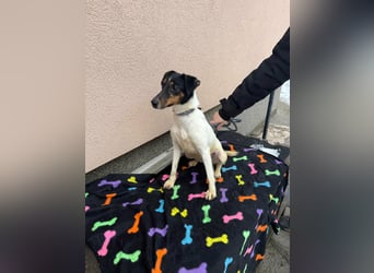 Mona, geboren 18.10.2022, 39cm sucht ihr Körbchen