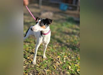 Bora, geboren 01.05.2024, 30cm sucht ihr Körbchen