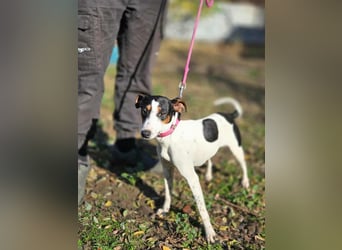 Bora, geboren 01.05.2024, 30cm sucht ihr Körbchen