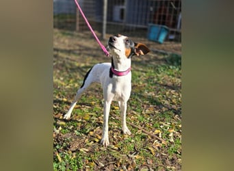 Bora, geboren 01.05.2024, 30cm sucht ihr Körbchen