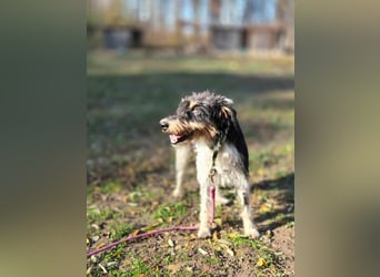 Arda, geboren 01.08.2015, 32cm sucht ihr Zuhause