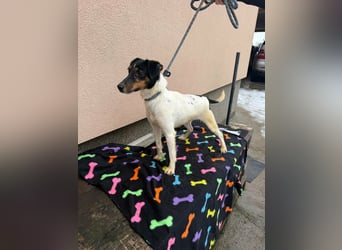 Mona, geboren 18.10.2022, 39cm sucht ihr Körbchen