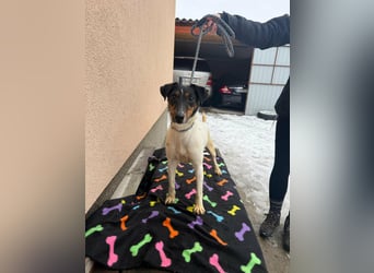 Mona, geboren 18.10.2022, 39cm sucht ihr Körbchen