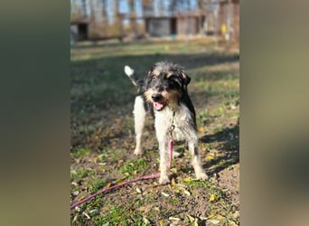 Arda, geboren 01.08.2015, 32cm sucht ihr Zuhause