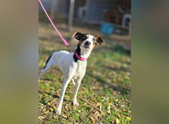 Bora, geboren 01.05.2024, 30cm sucht ihr Körbchen