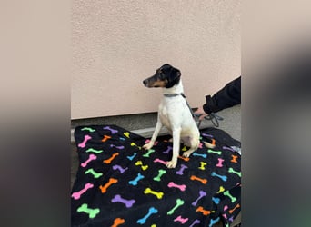 Mona, geboren 18.10.2022, 39cm sucht ihr Körbchen