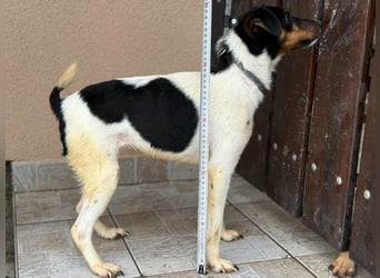 Mona, geboren 18.10.2022, 39cm sucht ihr Körbchen