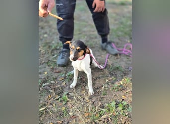 Runa, geboren 01.03.2025, 30cm sucht ihr Glück