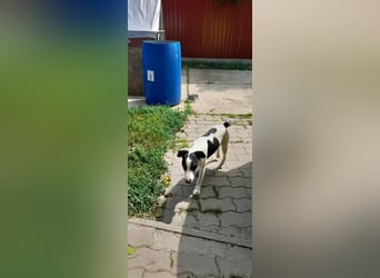 Maxi, geboren 01.04.2024, 36cm sucht aktives Zuhause