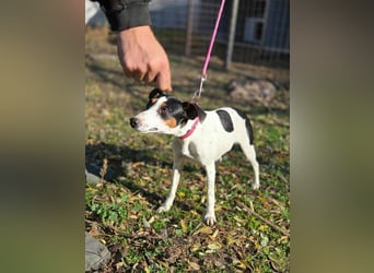 Bora, geboren 01.05.2024, 30cm sucht ihr Körbchen