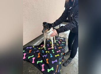 Mona, geboren 18.10.2022, 39cm sucht ihr Körbchen