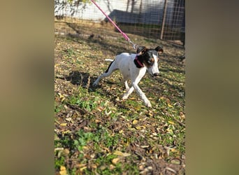 Bora, geboren 01.05.2024, 30cm sucht ihr Körbchen