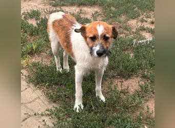 Csibesz, lieber, freundlicher Foxterrier Mischling geb. 07/2025