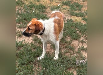 Csibesz, lieber, freundlicher Foxterrier Mischling geb. 07/2025