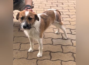 Csibesz, lieber, freundlicher Foxterrier Mischling geb. 07/2025