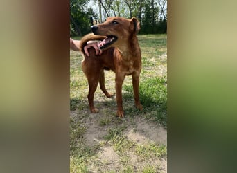 Chili LM liebenswert, freundlich  mit Temperament