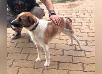 Csibesz, lieber, freundlicher Foxterrier Mischling geb. 07/2025