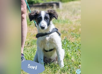 Lori - verspielt, freundlich 