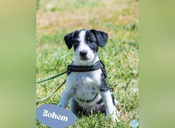 Bohem  - welpentypisch verspielt