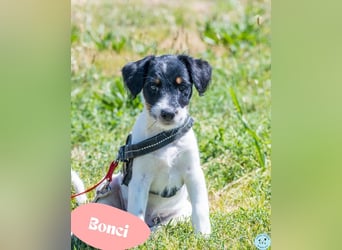 Bonci  - welpentypisch verspielt