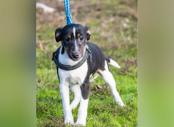 Flopp SI - aktiv, verspielt