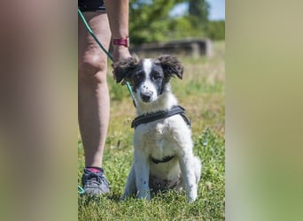 Lori - verspielt, freundlich 