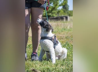 Lori - verspielt, freundlich 