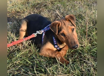 Taz - lebensfroher Hundebub