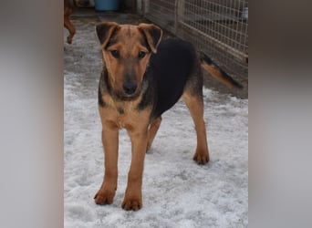 Taz - lebensfroher Hundebub