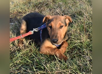 Taz - lebensfroher Hundebub