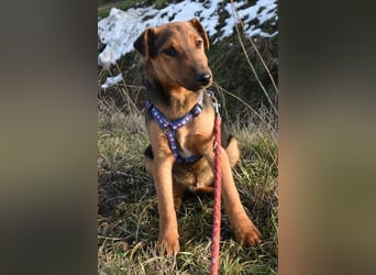 Taz - lebensfroher Hundebub