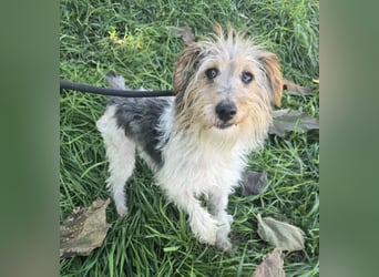 Briley - kleine Wuschelmaus