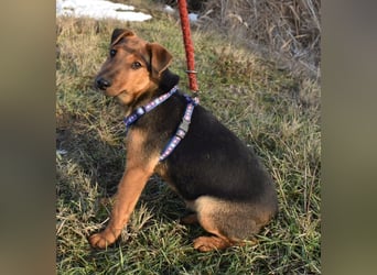 Taz - lebensfroher Hundebub