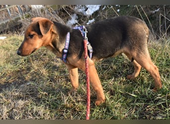 Taz - lebensfroher Hundebub