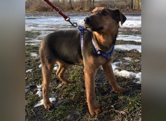 Taz - lebensfroher Hundebub