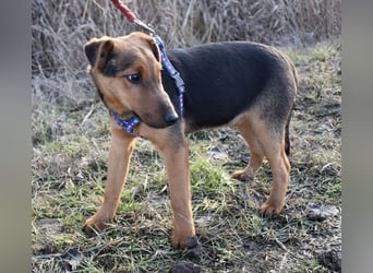 Taz - lebensfroher Hundebub