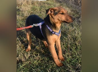 Taz - lebensfroher Hundebub