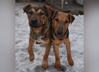 Taz - lebensfroher Hundebub