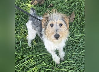 Briley - kleine Wuschelmaus