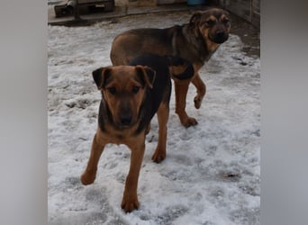 Taz - lebensfroher Hundebub