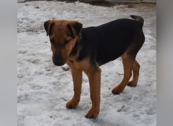 Taz - lebensfroher Hundebub