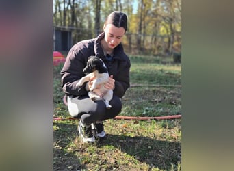 Avarka, geboren 27.09.2025 sucht ihren Platz