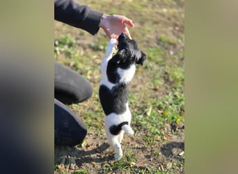 Avarka, geboren 27.09.2025 sucht ihren Platz