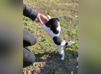 Avarka, geboren 27.09.2025 sucht ihren Platz